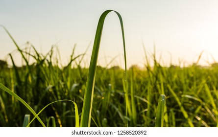 Sugarcane field